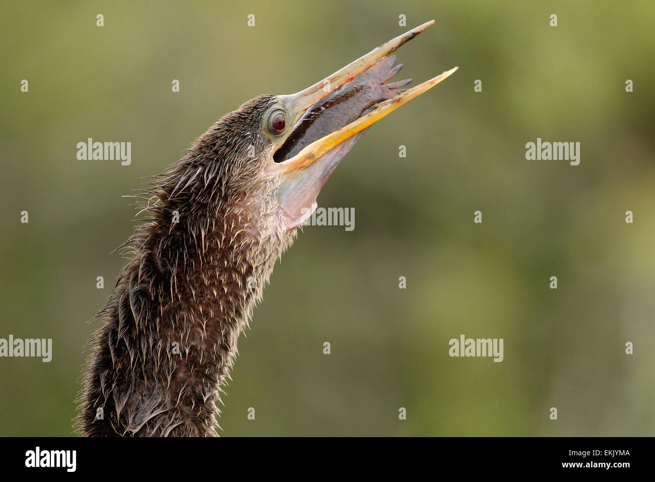 Anhinga (Anhinga anhinga) swallowing fish Stock Photo - Alamy
