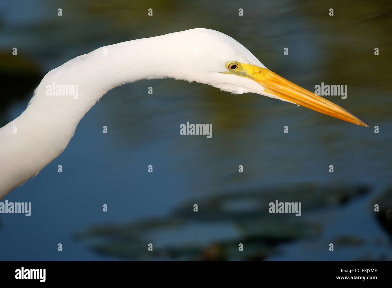 Portrait of Great egret (Ardea alba) Stock Photo