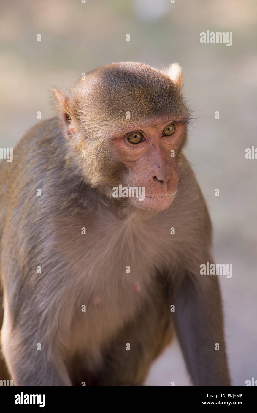 Rhesus Macaque sitting at Tughlaqabad Fort, New Delhi, India Stock Photo