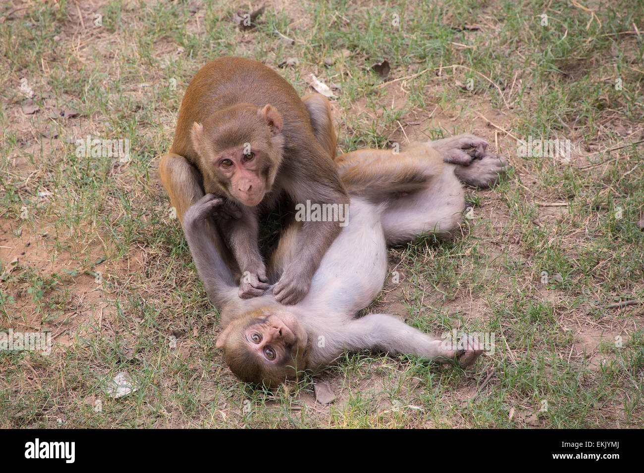 Playing macaques hi-res stock photography and images - Alamy