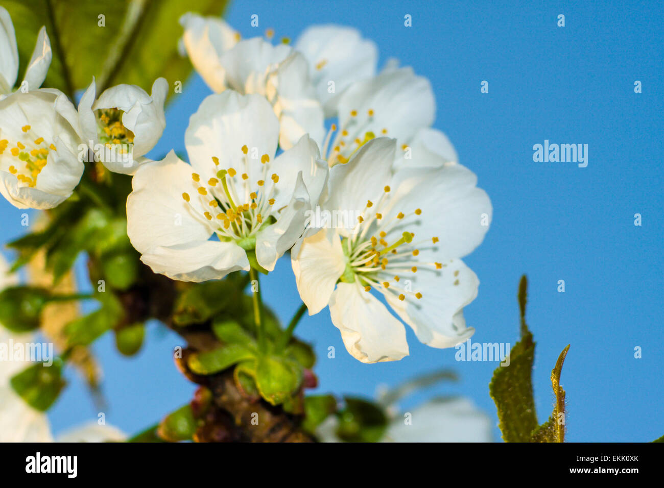 Higan Cherry or Autumn Cherry (Prunus subhirtella) blossoms Stock Photo
