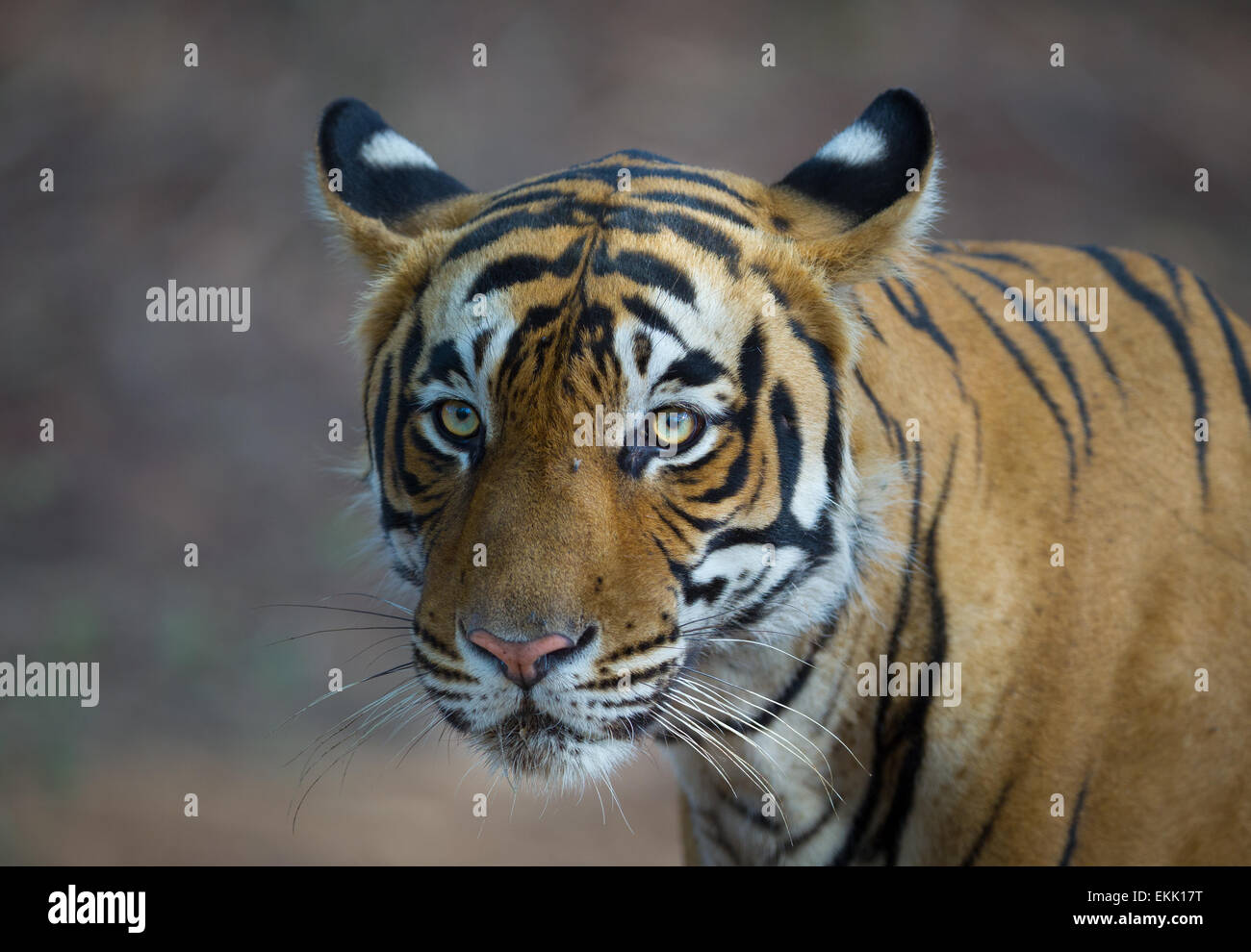Adult male Bengal Tiger at Ranthambhore, forest, India. ( Panthera Tigris ) Stock Photo