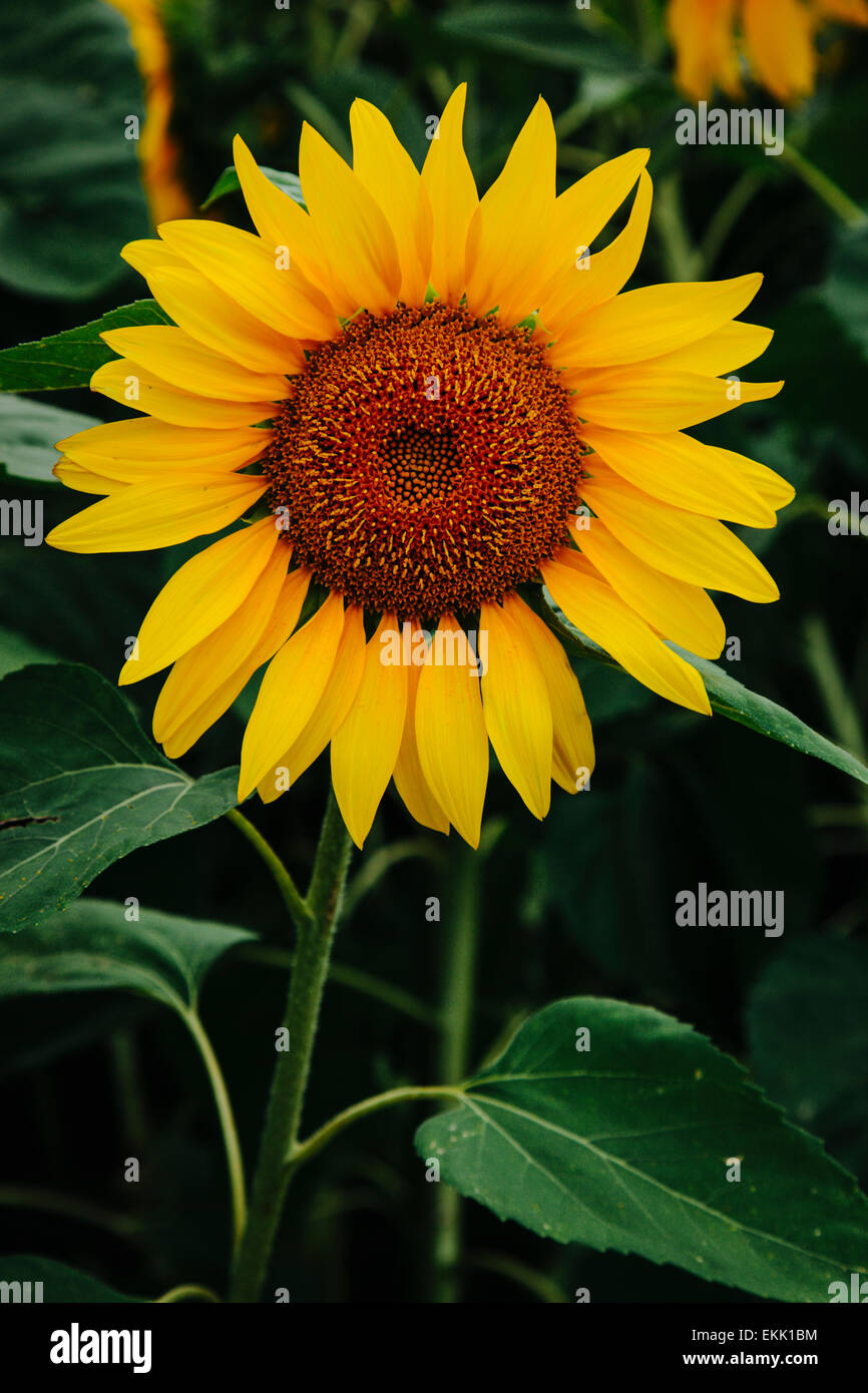 Sunflower, Sonnenblumen Stock Photo