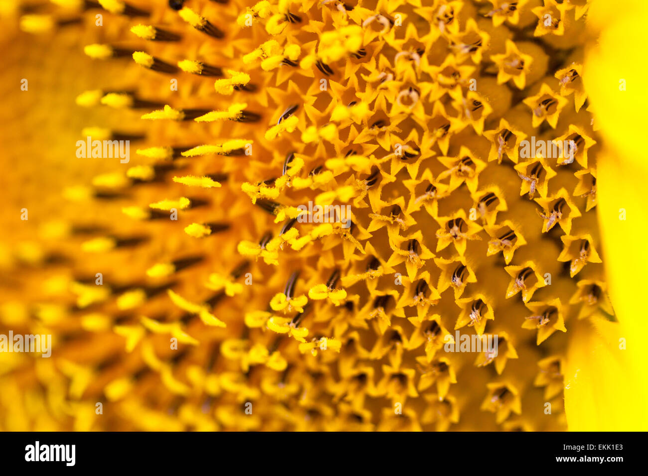 Sunflower, Sonnenblumen Stock Photo