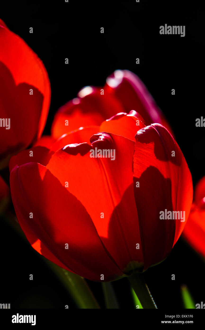 Red tulips Stock Photo