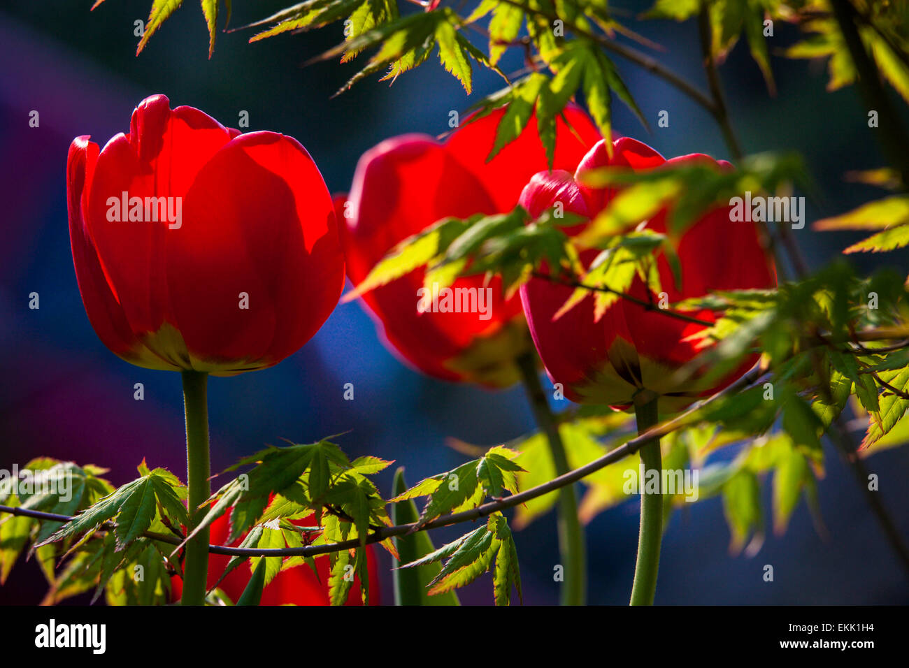 Red tulips Stock Photo
