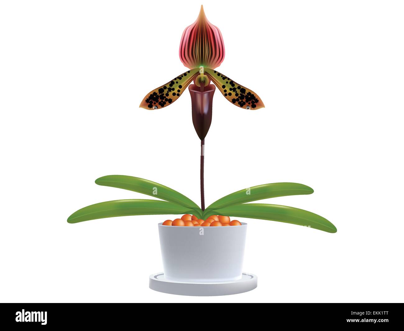 Lady's slipper orchid. Paphiopedilum Callosum Isolated on a white background. Stock Vector