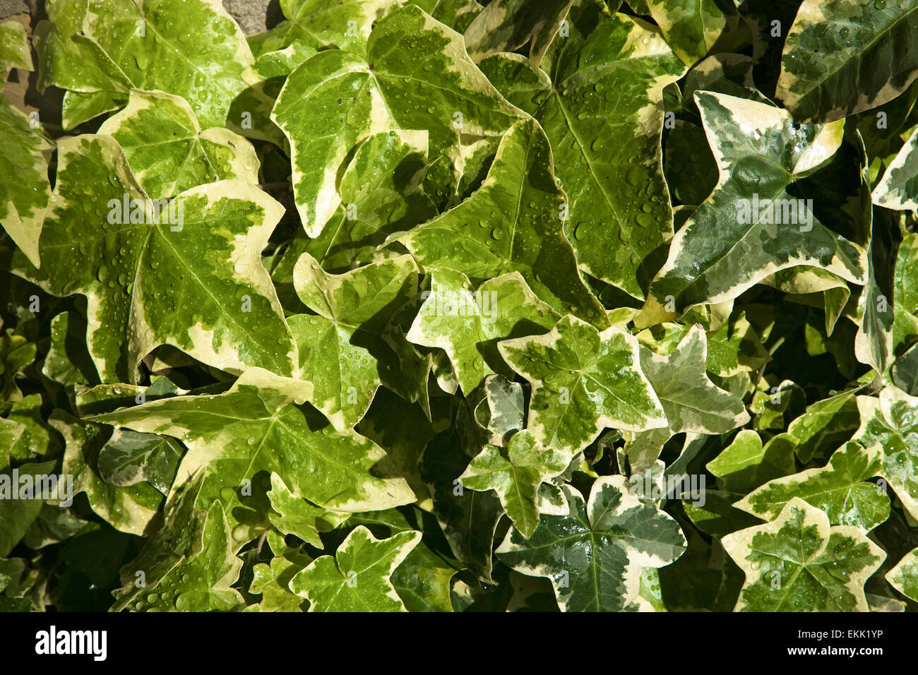 Green Carpet of Ivy in the garden, Sagres, Algarve, Portugal Stock Photo