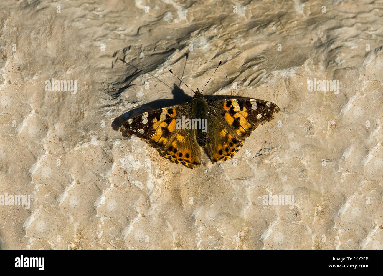 Queen of Spain fritillary or Issoria lathonia over stone, Sines, Portugal Stock Photo