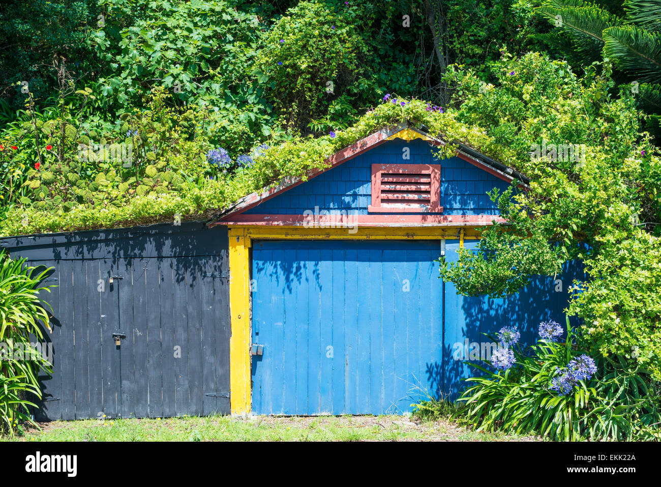 A old blue wooden barn surrounded by lush green vegetation on the north shore of Coromandel Peninsula, New Zealand Stock Photo