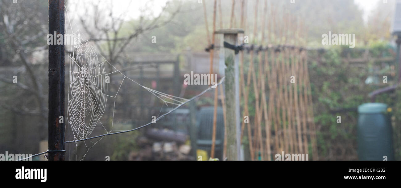 Spiders web in a misty dewy april vegetable garden. UK. Panoramic Stock Photo