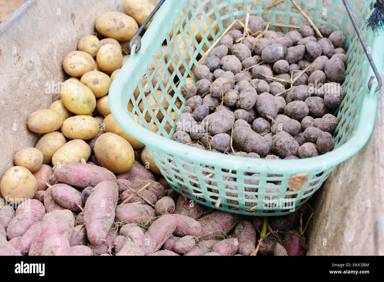 Wheelbarrow full of different kind of harvested potatoes. Kind of potatoes: Triplo, Red Emma, Bergerac Stock Photo