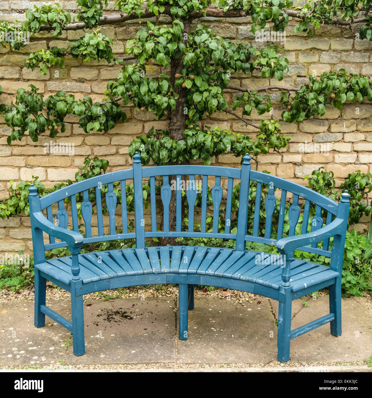 Blue wooden garden bench seat in front of trained pear tree, Grimsthorpe Castle, Bourne, Lincolnshire, England, UK. Stock Photo