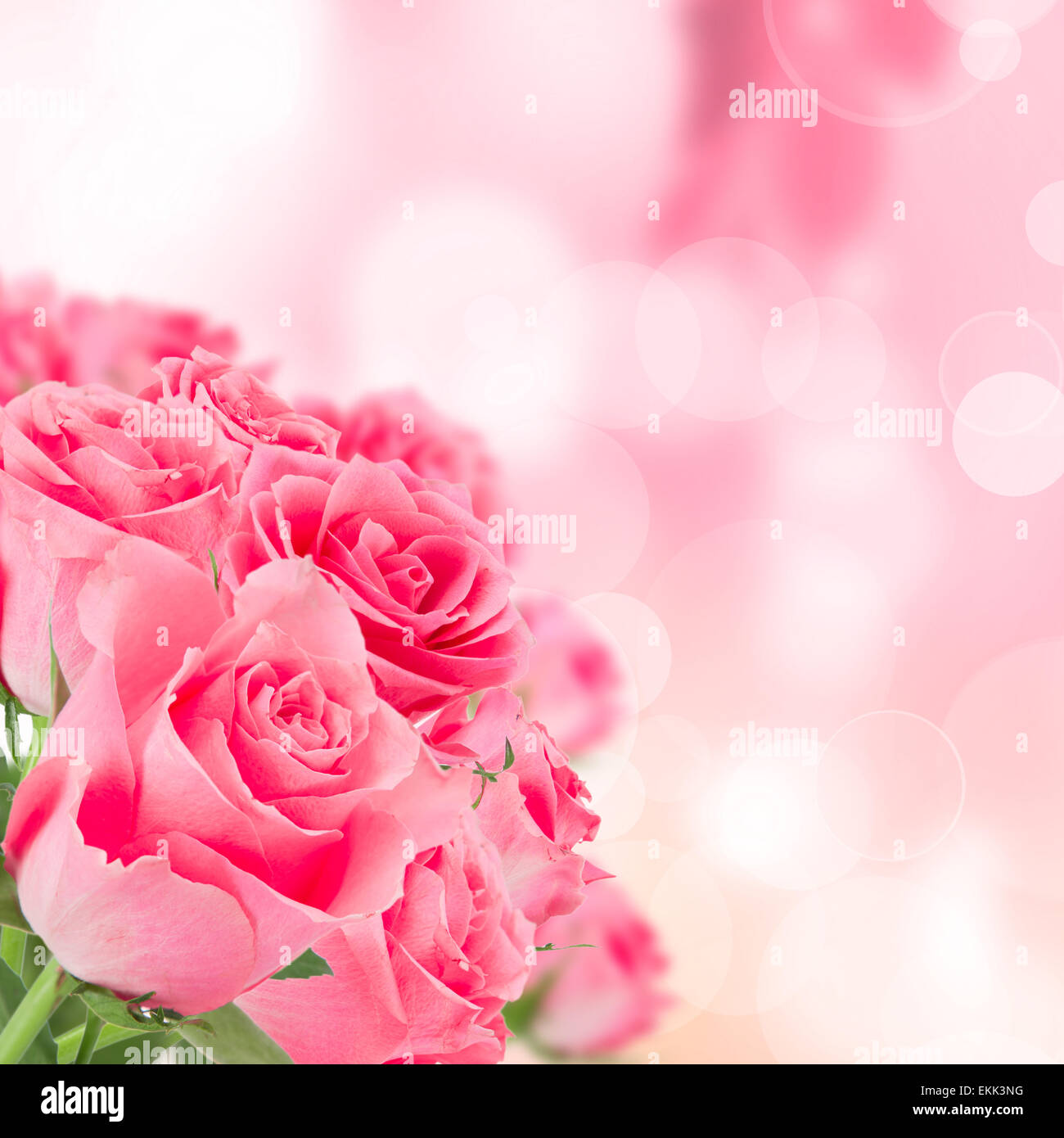 Natural pink roses background, close-up Stock Photo - Alamy