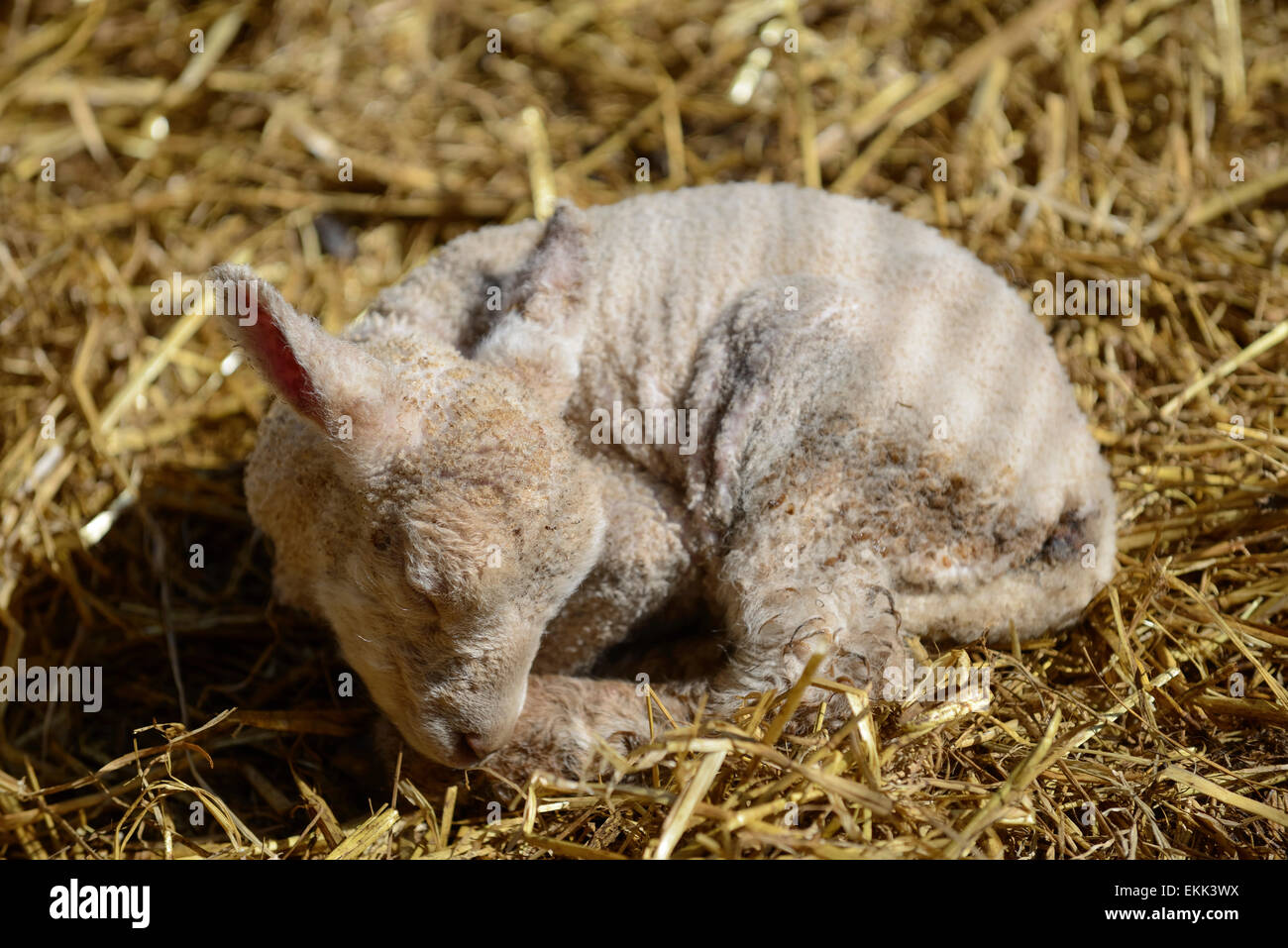 Sleeping Lamb Stock Photos & Sleeping Lamb Stock Images Alamy