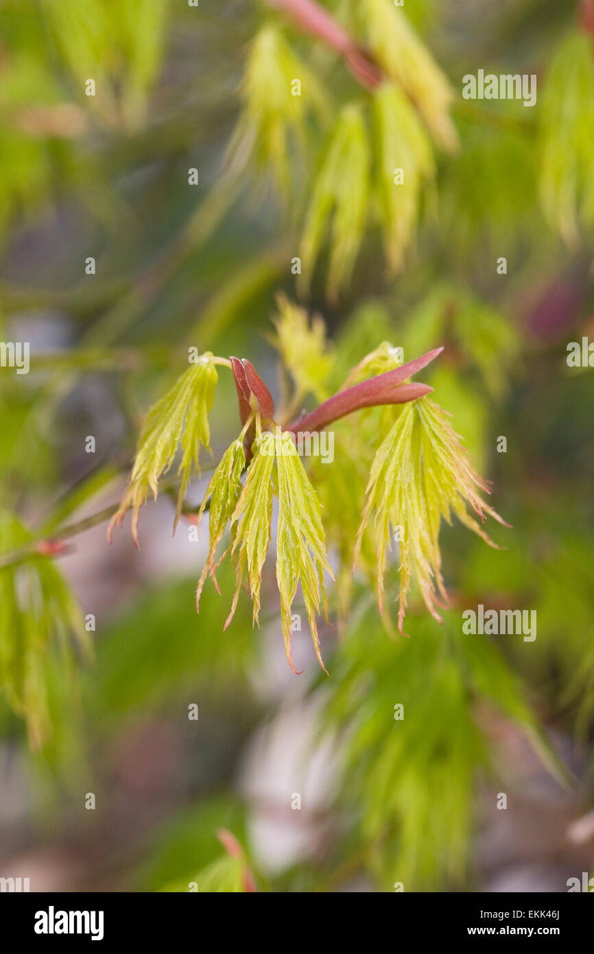 Acer palmatum leaves in Spring. Stock Photo