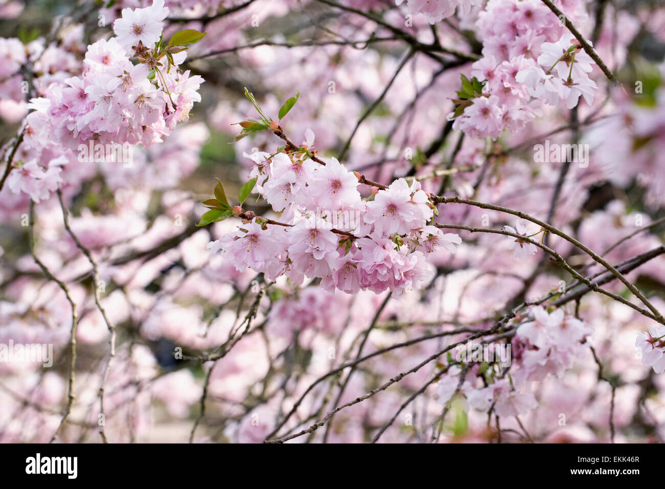 Prunus 'Accolade'. Cherry blossom in an English garden. Stock Photo