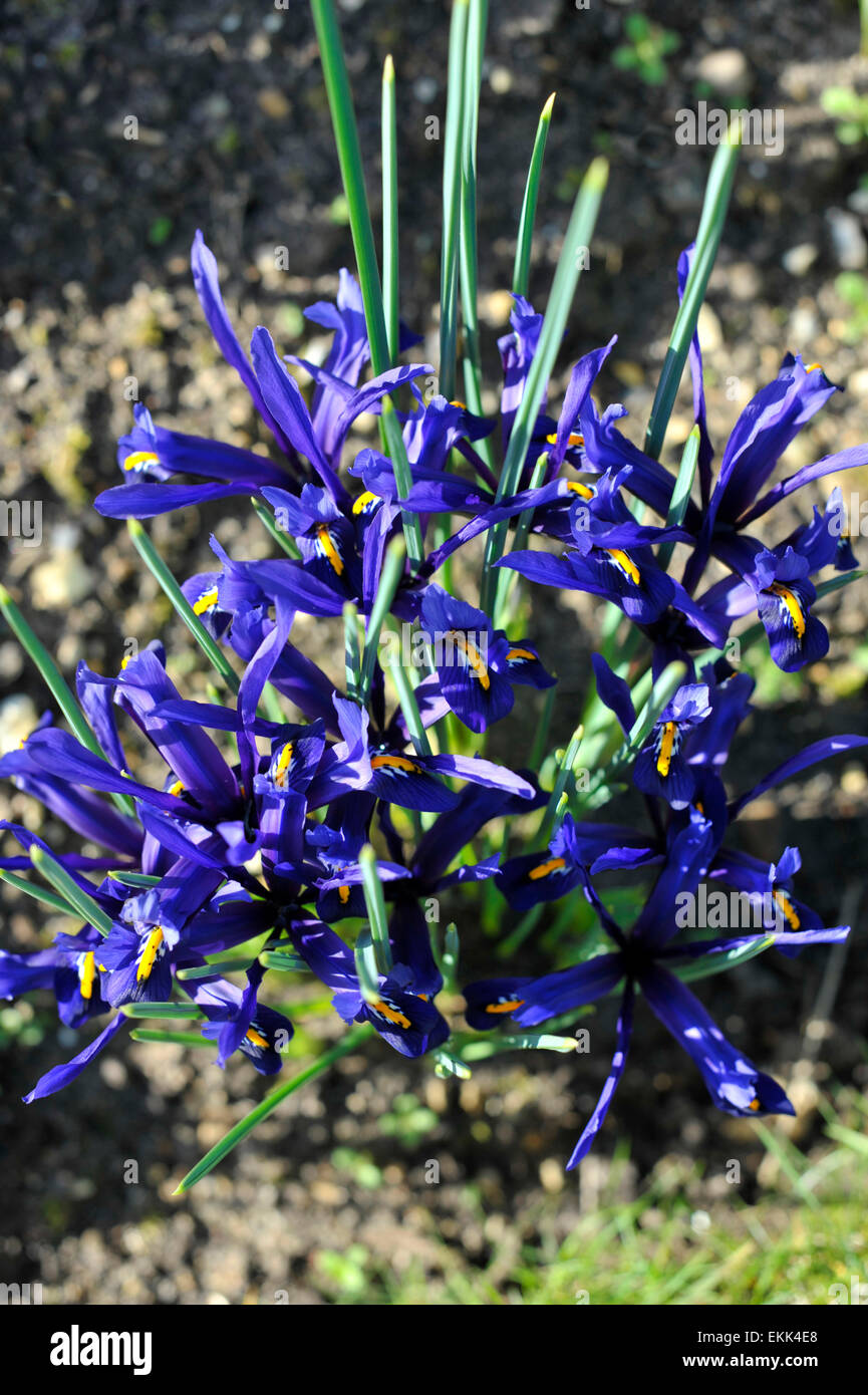 Dwarf iris flowers in a garden border. Stock Photo