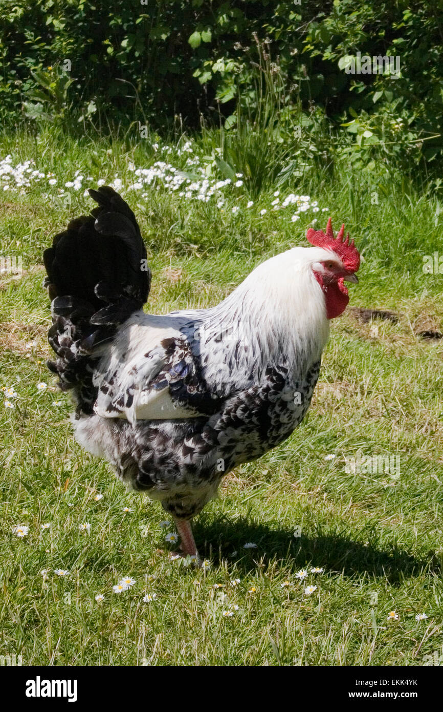 Cockerel chicken rooster pecking cape saddle feathers free range farmyard farm Stock Photo