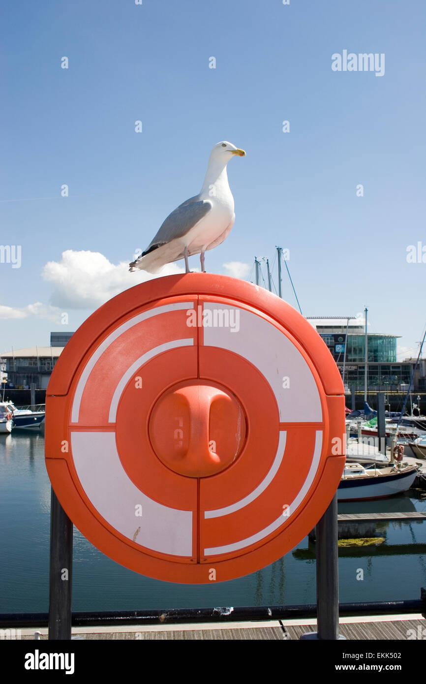 Seagull alert threat eye contact blue sky life ring Stock Photo