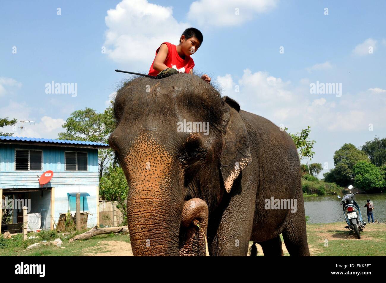Ayutthaya, Thailand Young Thai boy riding atop an elephant eating
