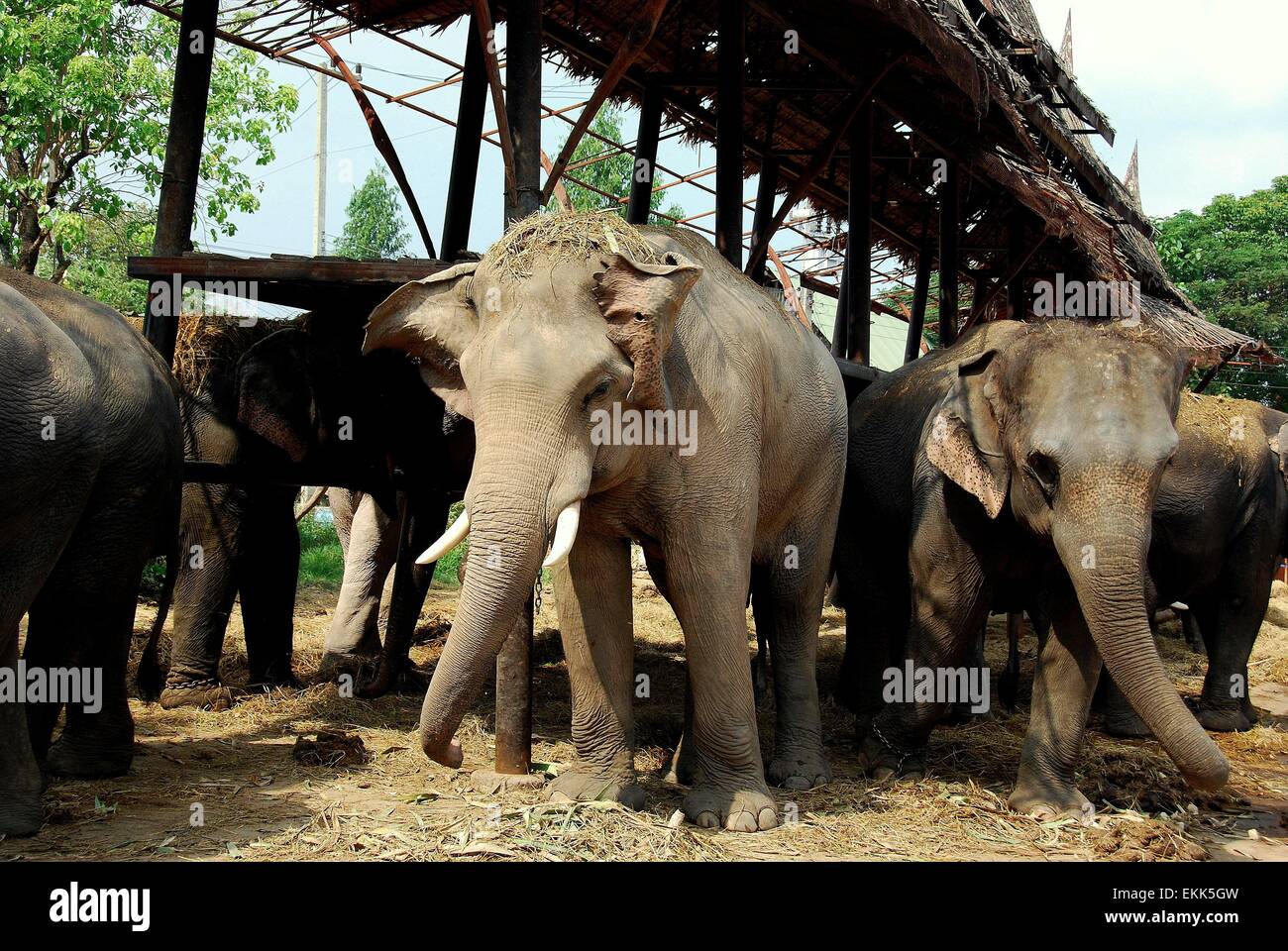 Elephant kraal hires stock photography and images Alamy