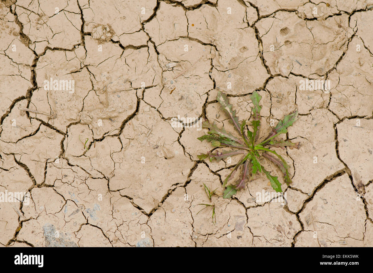 Cracked dry earth, with plant growing out of crevice, drought on the ground, Spain Stock Photo