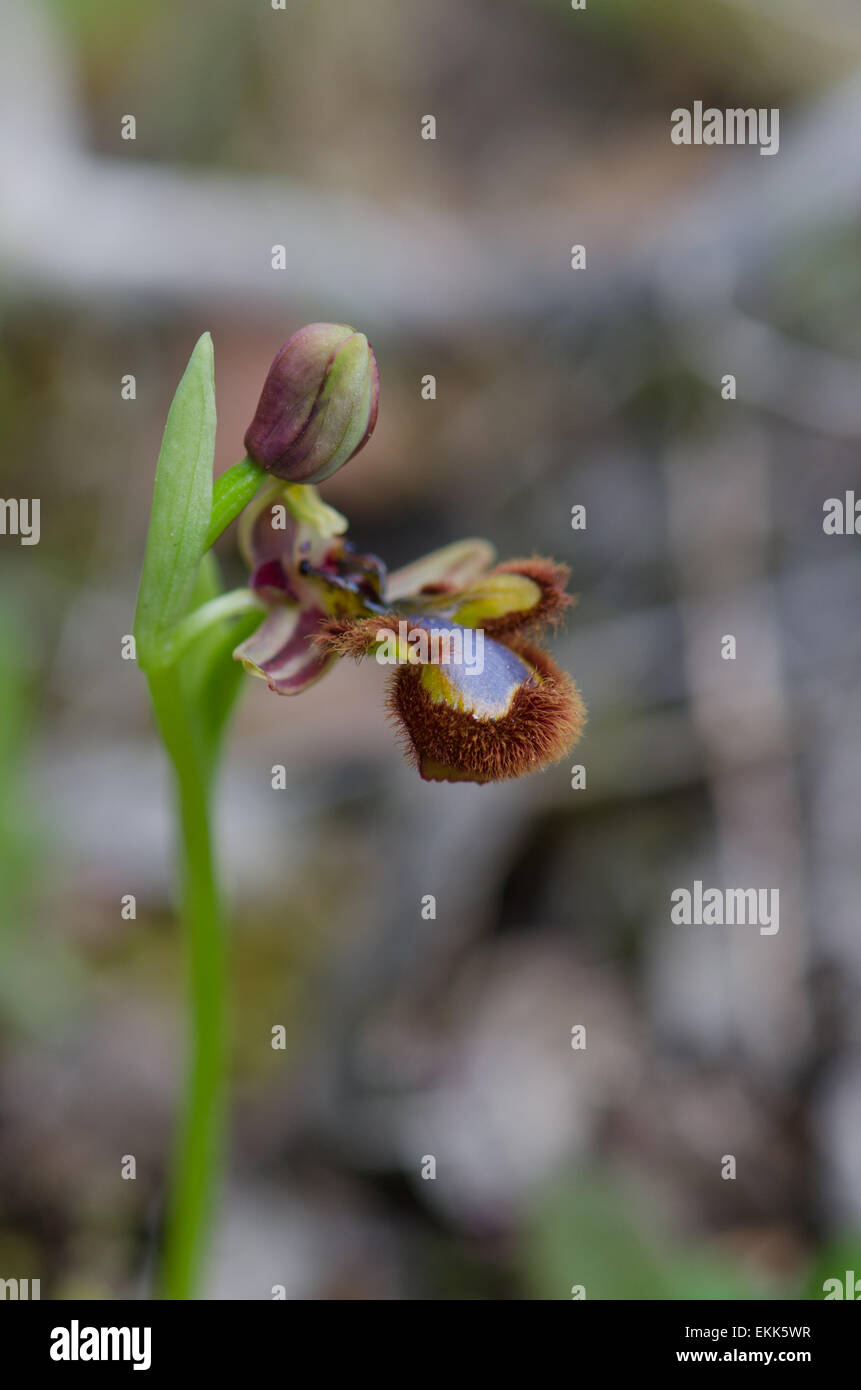 Mirror orchid, Ophrys speculum, Andalusia, Southern Spain. Stock Photo