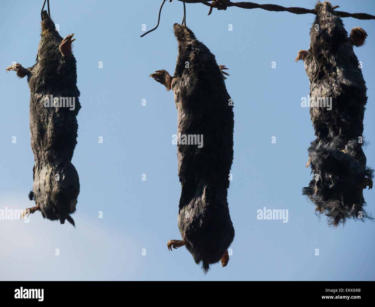 Dead moles tied to fence so farmer knows how much to pay mole catcher UK paid £5 each mole