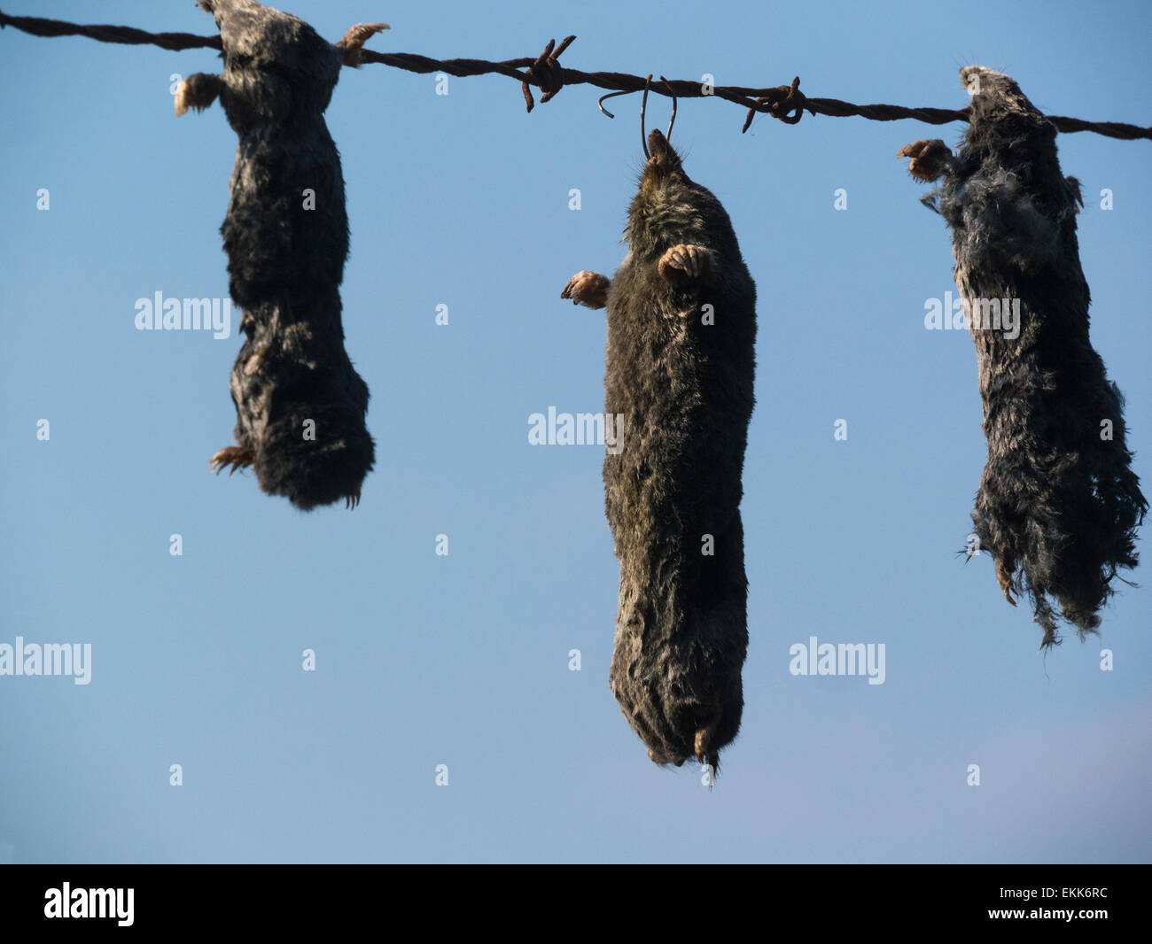 Dead moles tied to fence so farmer knows how much