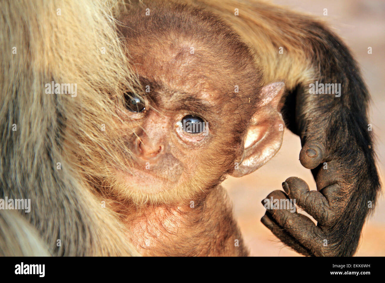 Close-up of a Baby of Gray Langur (Semnopithecus Entellus, aka Common Langur) in the Arms of the Mother, Looking into the Camera Stock Photo