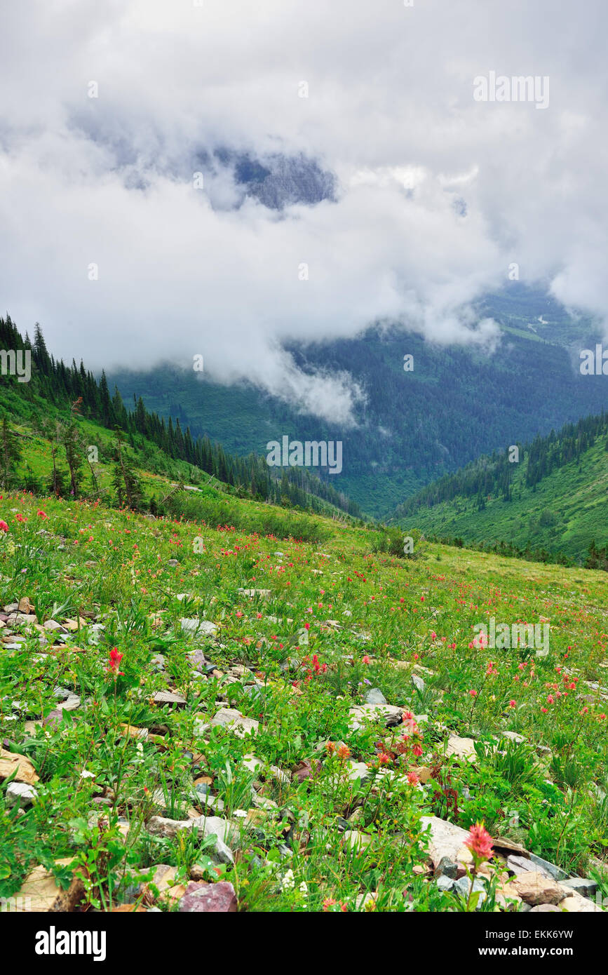 high alpine tundra flowers and heavy fog in summer Stock Photo