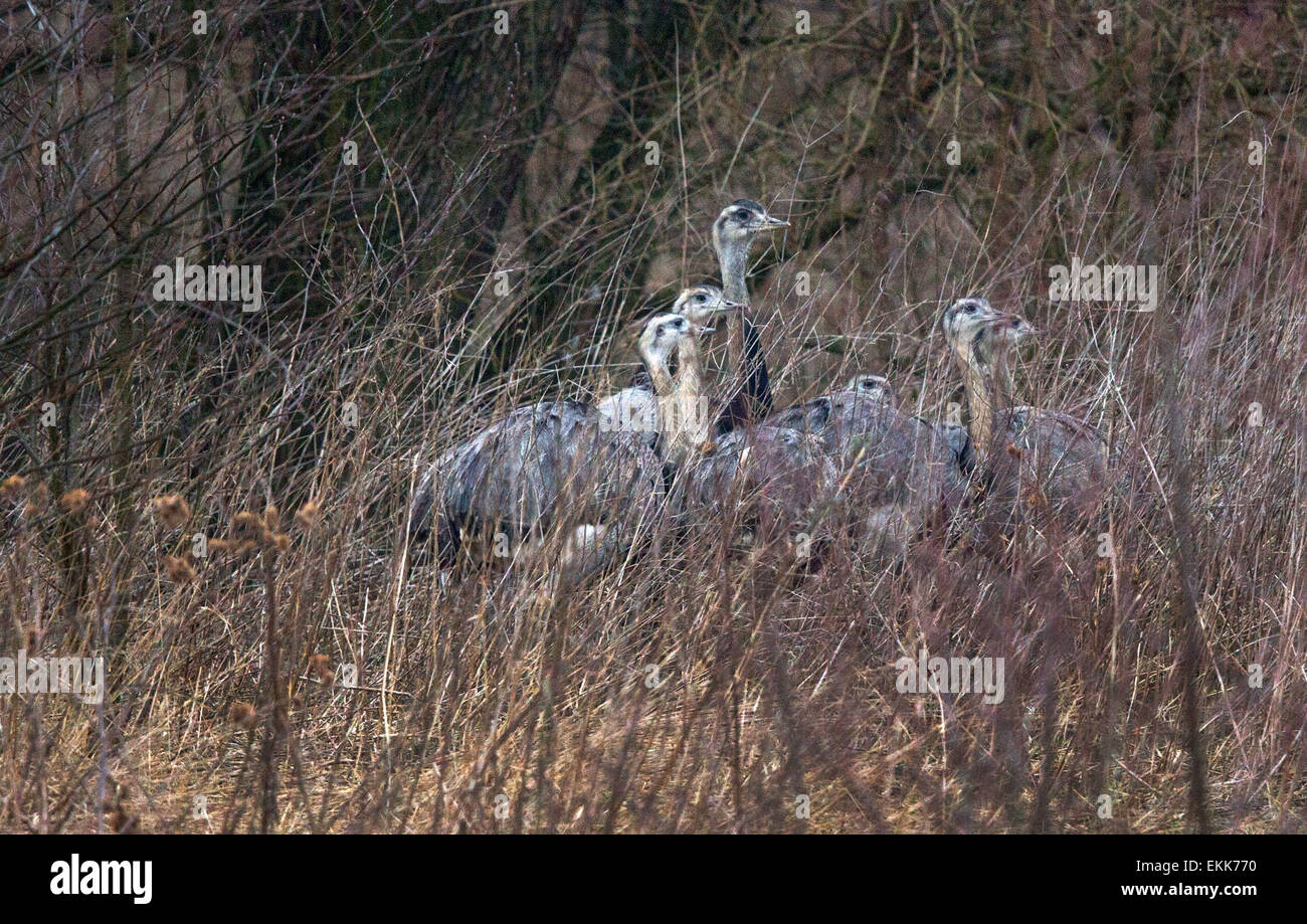 Seven rheas, native to the pampas of South America, roam near Utecht in the north-eastern German state of Mecklenburg-Vorpommern. German authorities counted about 120 of the flightless birds in the area, believed to be descended from rheas that escaped a private enclosure in the neighbouring state of Schleswig-Holstein beginning in the 1990s until it was shut down in 2008. DPA/JENS BUETTNER Stock Photo