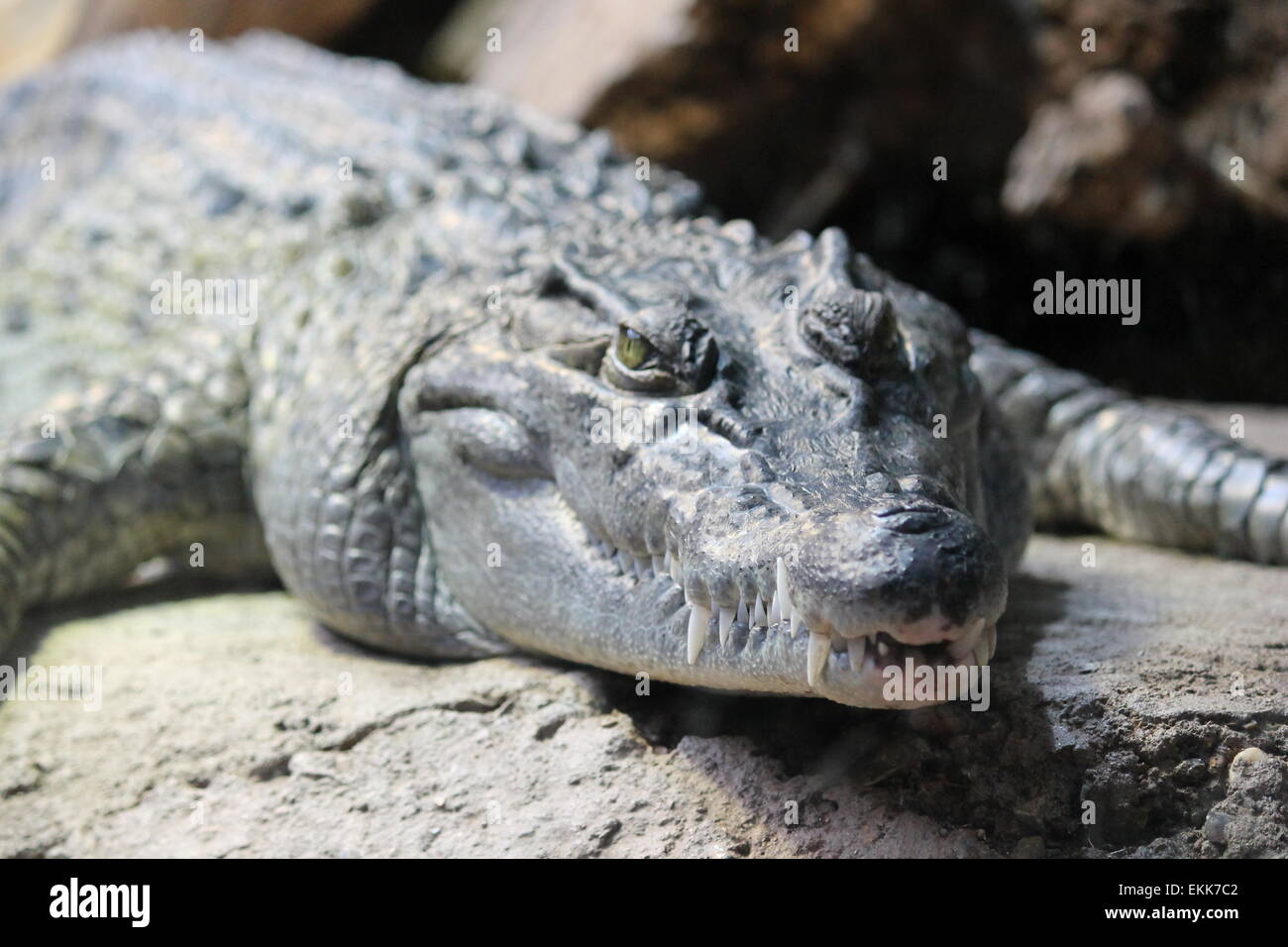 saltwater scaly alligator warming itself on a rock stock, photo ...
