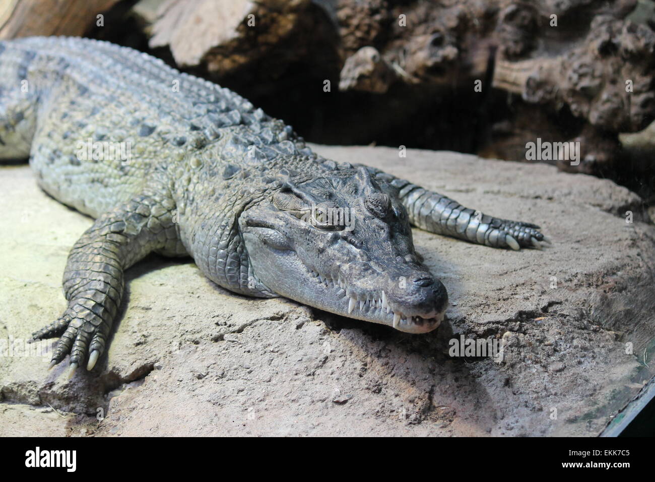 saltwater scaly alligator warming itself on a rock stock, photo ...