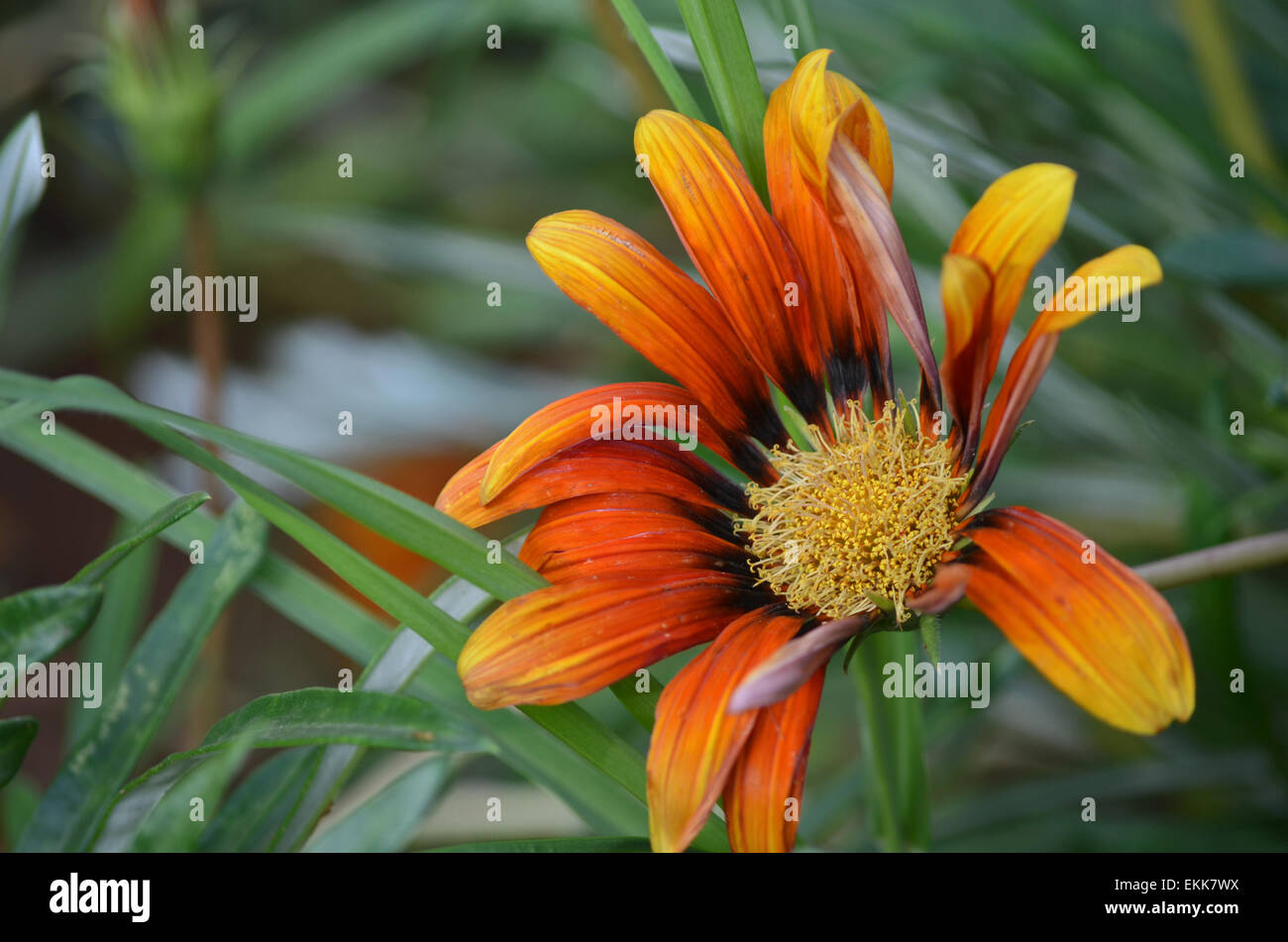 Flowers of tamil nadu hi-res stock photography and images - Alamy