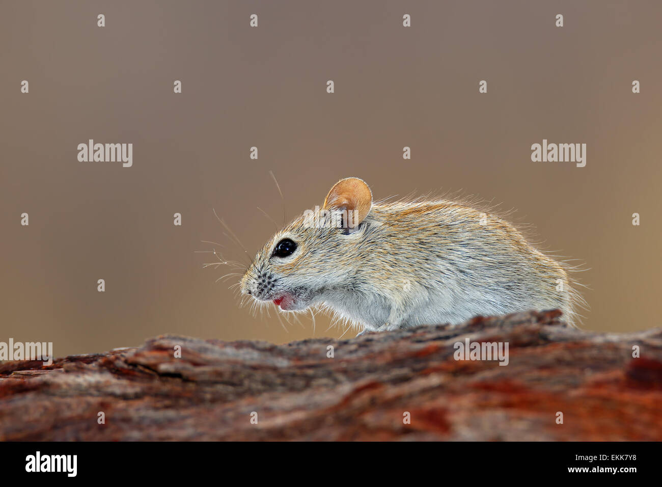 A striped mouse (Rhabdomys pumilio) in natural environment, South Africa Stock Photo