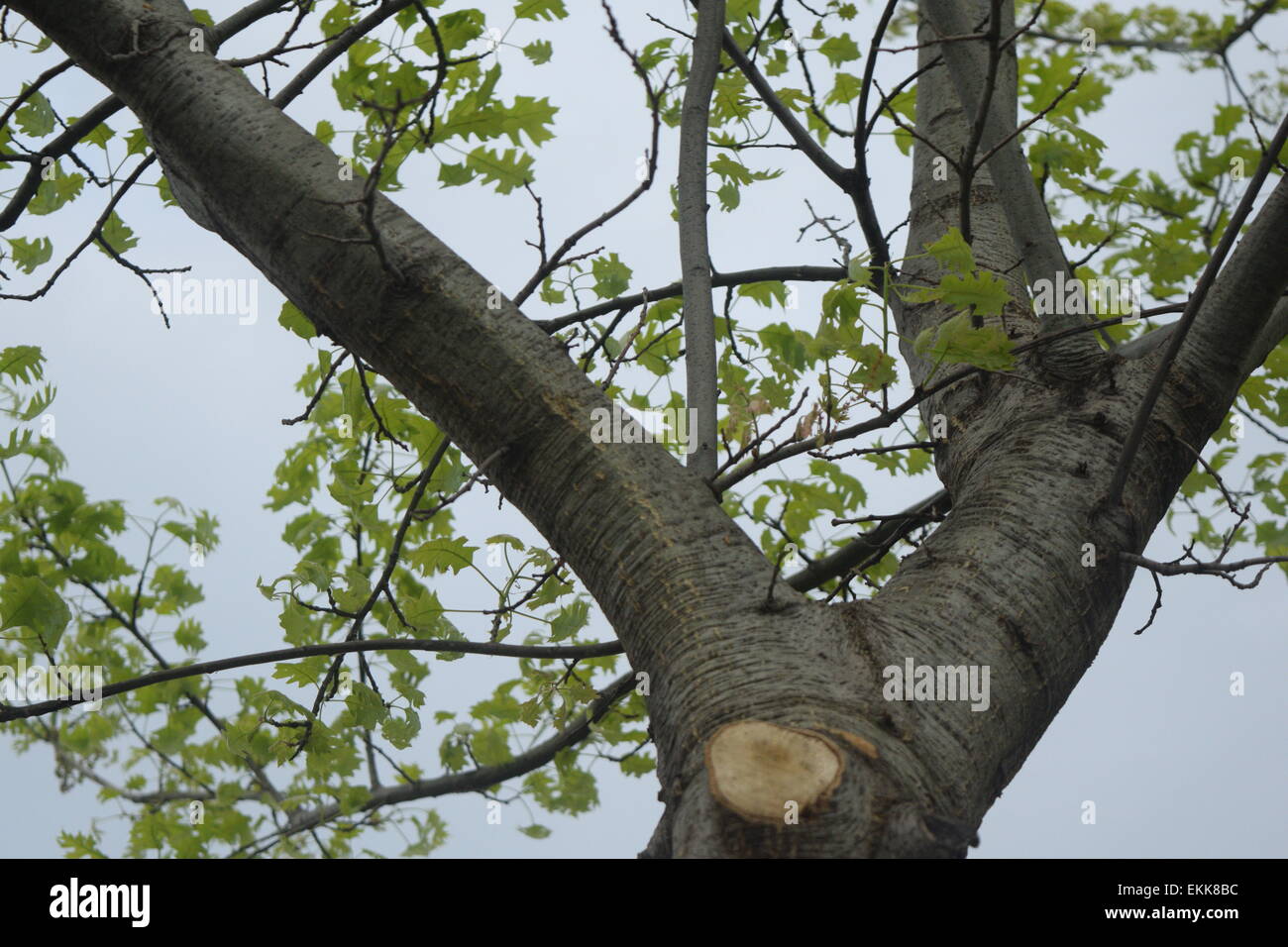 A tree in front of a blue sky Stock Photo - Alamy