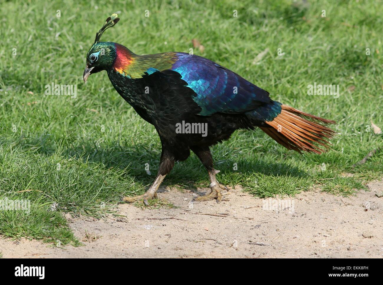 Male Himalayan monal pheasant (Lophophorus impejanus), a.k.a. Impeyan