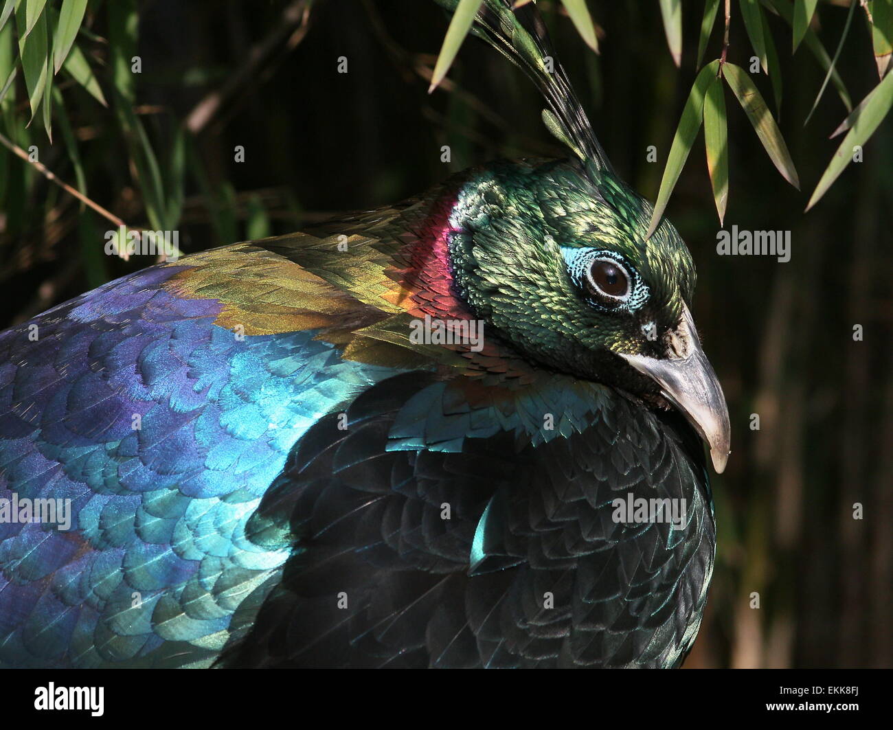 Male Himalayan Monal Pheasant Lophophorus Impejanus A K A Impeyan Monal Or Danphe Stock Male Himalayan Monal Pheasant Lophophorus Impejanus A K A Impeyan Monal Or Danphe Stock