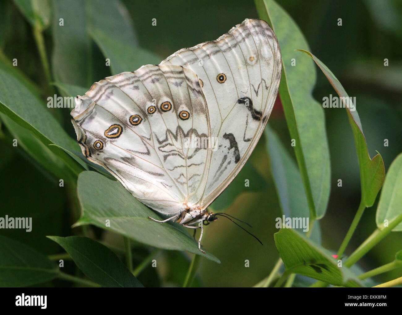 White Morpho Butterfly (Morpho Polyphemus), native to Mexico and