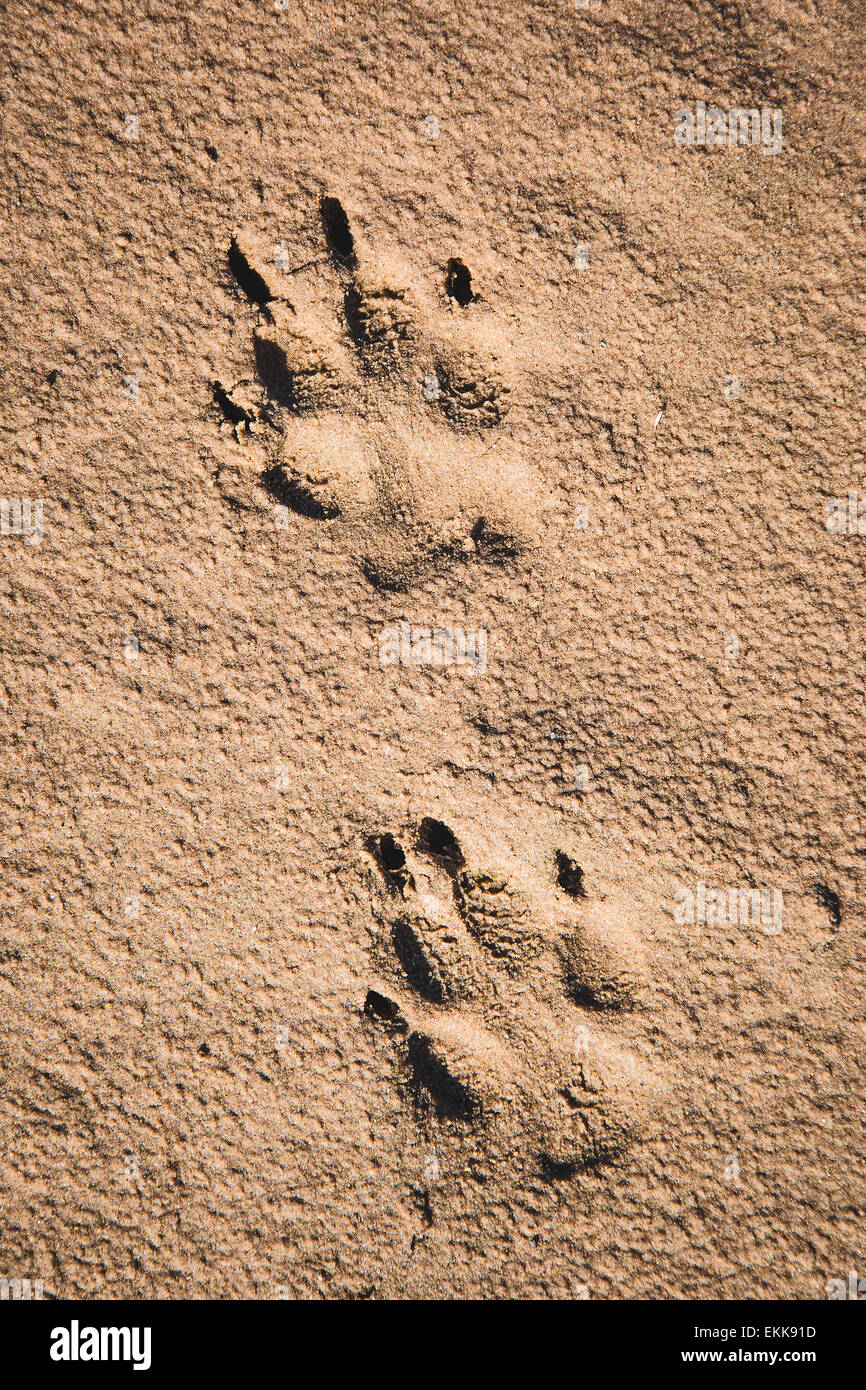 Dog paw prints on sand hires stock photography and images Alamy