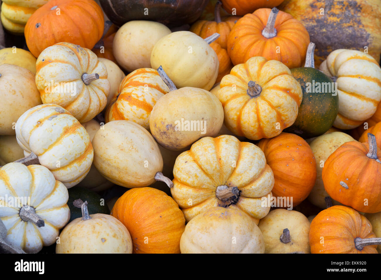 Cucurbita. Pumpkins Squashes and Gourds Stock Photo