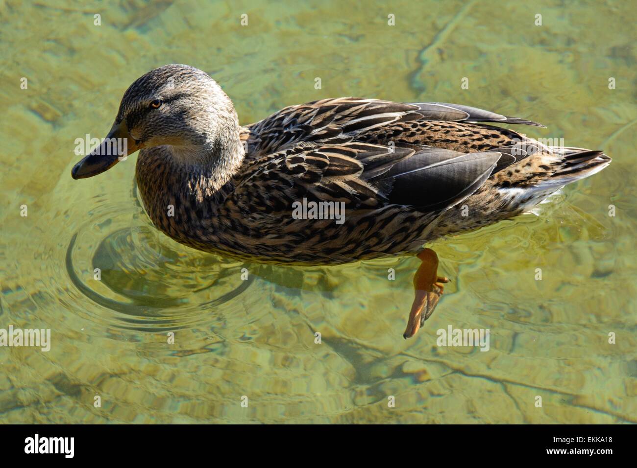 Female Mallard Duck With Purple Feathers High Resolution Stock female-mallard-duck-with-purple-feathers-high-resolution-stock