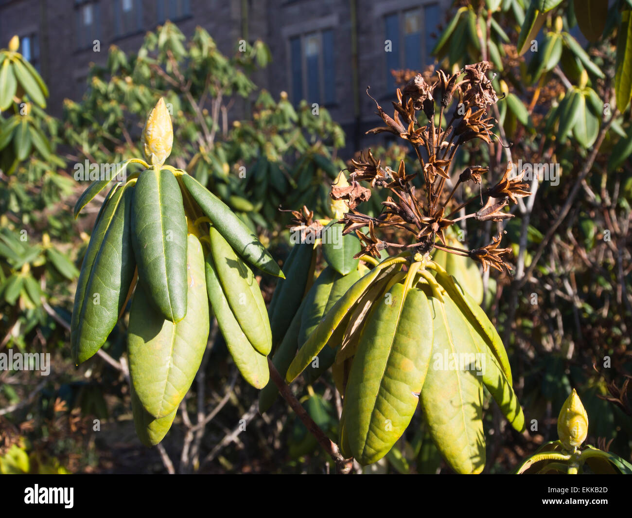 Springtime, rhododendron with new buds and last years dry seedpods Stock  Photo - Alamy