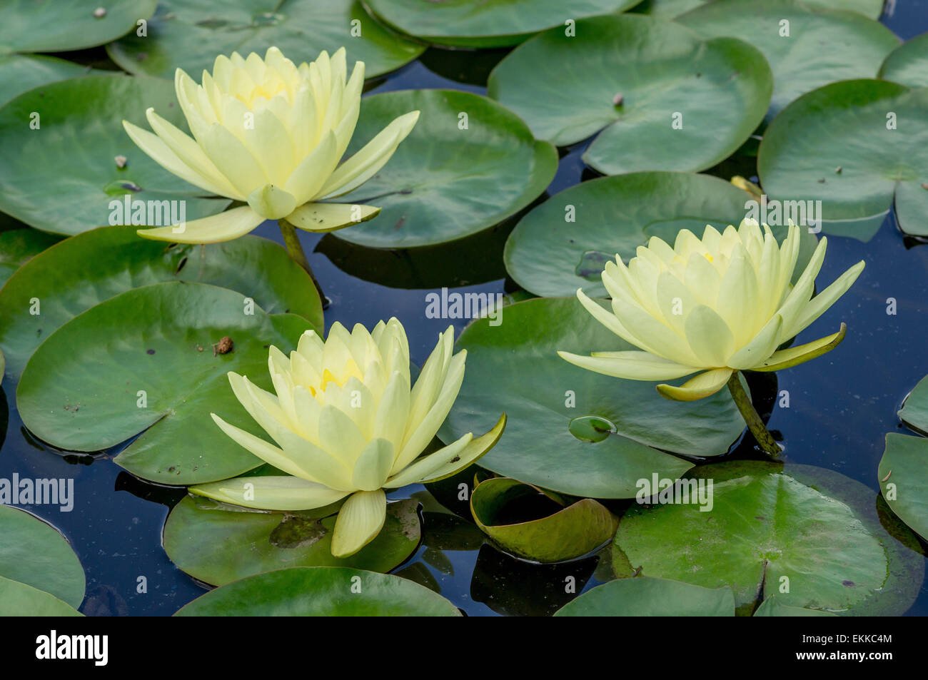 Three yellow water lilies with plenty of leaves Nymphea Stock Photo