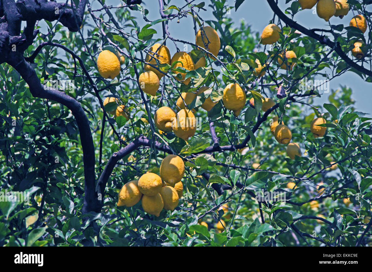 Sorrento lemon hi-res stock photography and images - Alamy