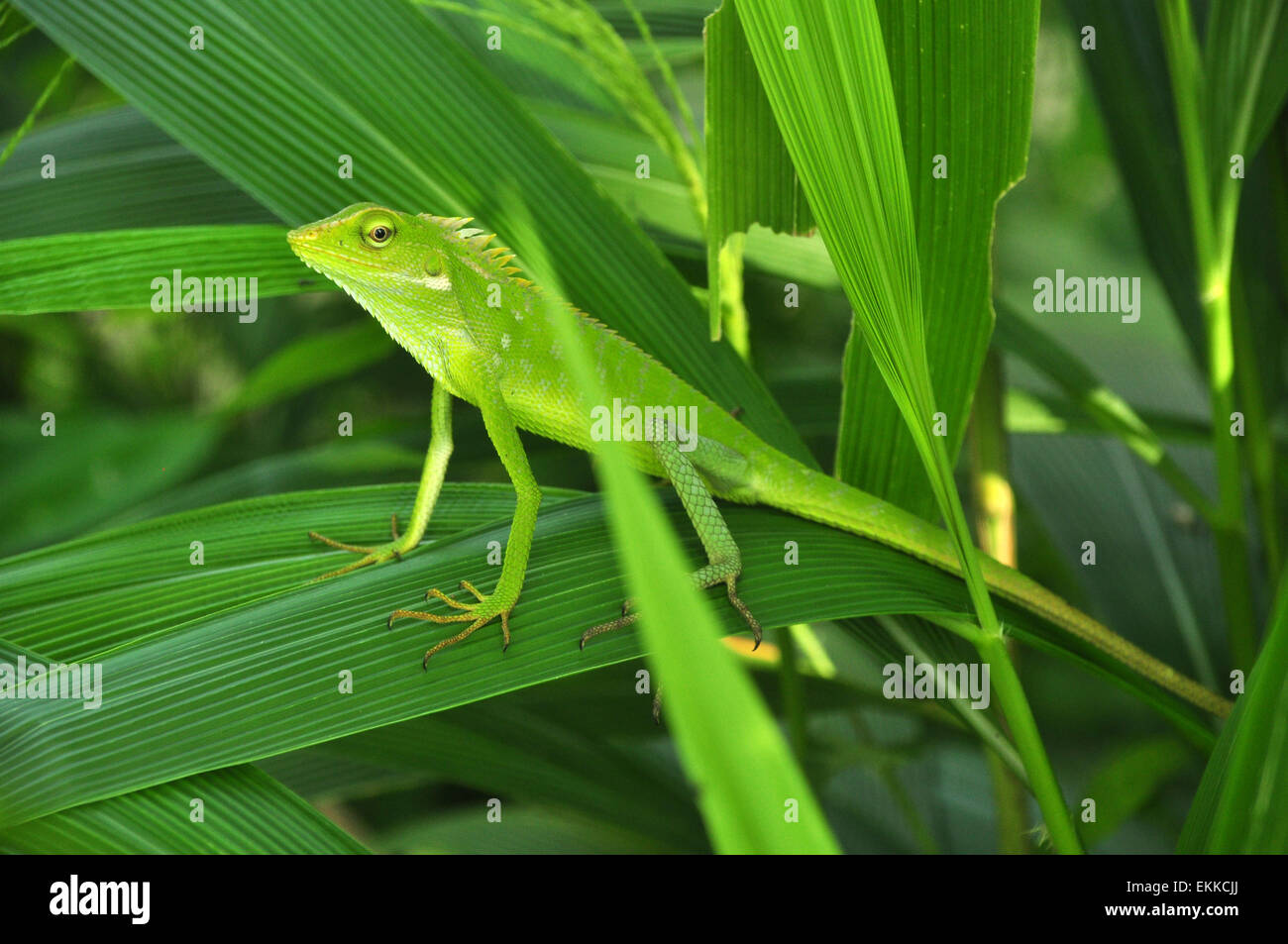 Bronchocela jubata lizard Stock Photo Alamy