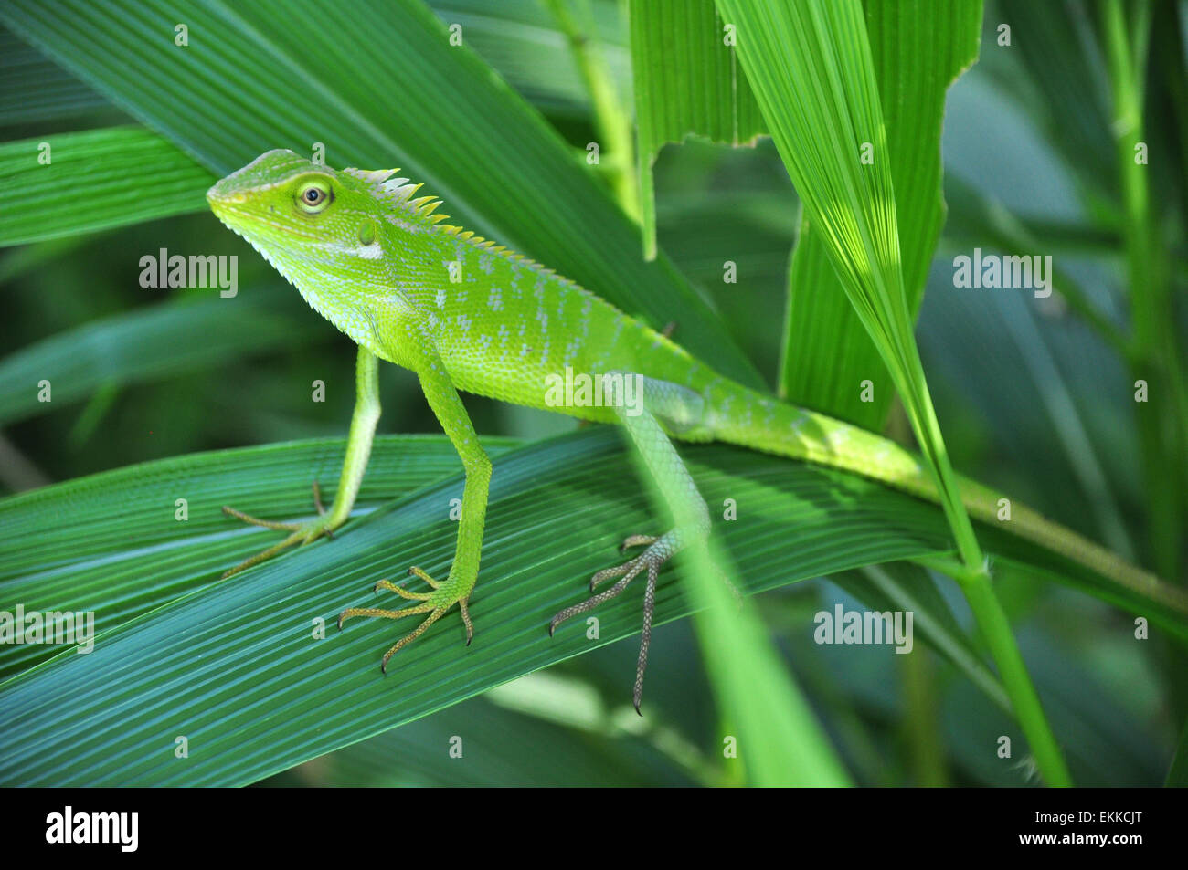 Bronchocela jubata lizard Stock Photo Alamy