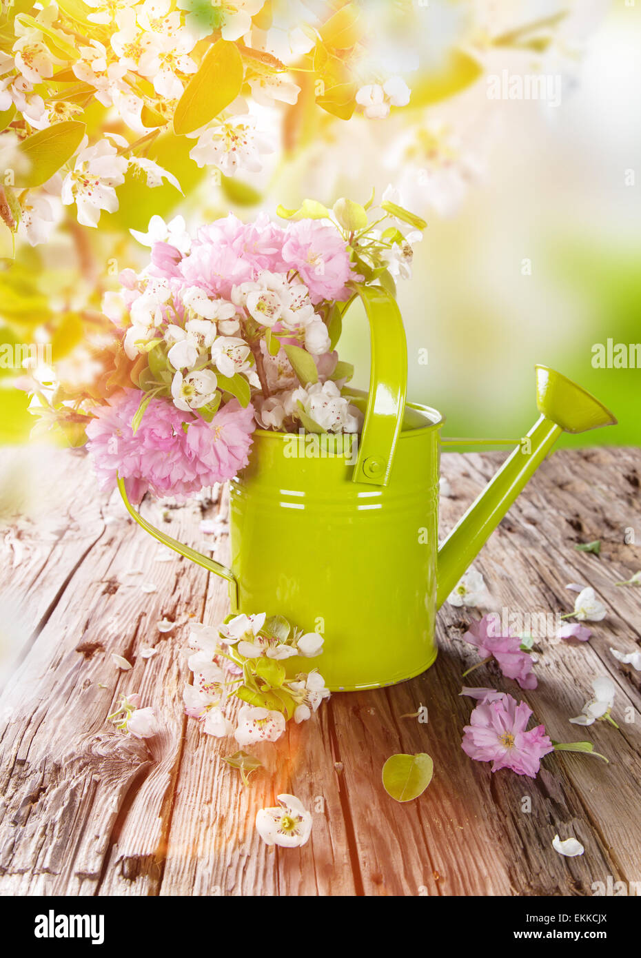 Spring background with beautiful blossoms and can Stock Photo